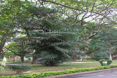 Caryota mitis